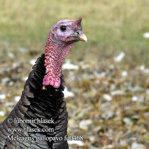 Meleagris gallopavo d0468