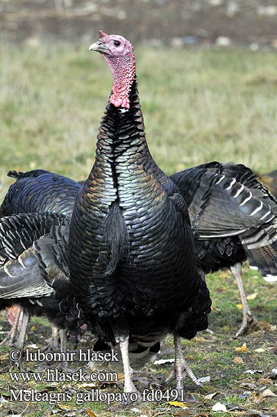 Guajolote Gallipavo Kalkkuna Dindon sauvage Kalkúni Tacchino シチメンチョウ Kalkoen Kalkun Morka divá Indyk zwyczajny Индейка обыкновенная дикая Kalkon Індык Дива пуйка γαλοπούλα διάνος κούρκος הודן־בר Puran Pulyka Mисирка Puran