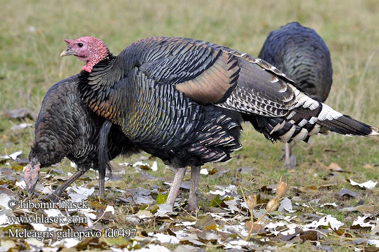 Meleagris gallopavo d0497