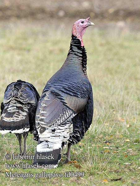 Meleagris gallopavo d0499