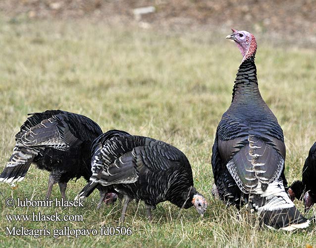 Meleagris gallopavo d0506