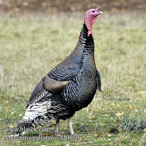 Meleagris gallopavo d0510