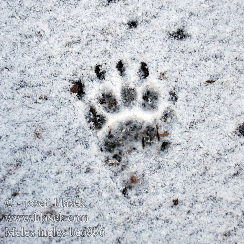 Meles meles European Badger Jezevec lesní Dachs