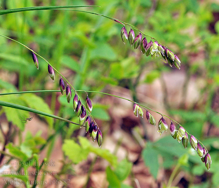 Melica nutans Bergslok Mednička ovisnutá