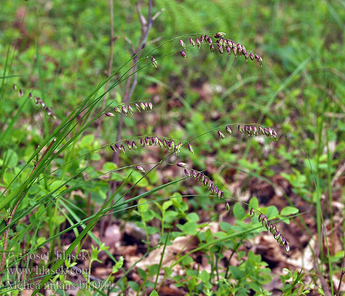 Melica nutans Melic grass Nikkende Flitteraks