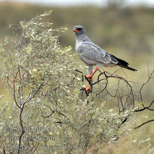 Melierax canorus Pale Chanting-Goshawk Bleeksingvalk Jestřáb kukačkovitý Weißbürzel-Singhabicht Somalisanghøg Azor-lagartijero Somalí Somalianlauluhaukka Autour chanteur Atore cantante orientale ヒガシコシジロウタオオタカ Bleke Zanghavik Jastrzebiak jasny Açor-cantor-pálido Bleksanghauk RU: Светлый певчий ястреб Тусклый Певчий