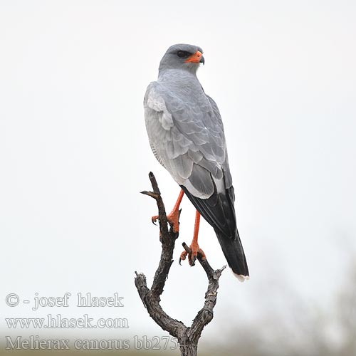 Jastrzebiak jasny Açor-cantor-pálido Bleksanghauk RU: Светлый певчий ястреб Тусклый Певчий Melierax canorus Pale Chanting-Goshawk Bleeksingvalk Jestřáb kukačkovitý Weißbürzel-Singhabicht Somalisanghøg Azor-lagartijero Somalí Somalianlauluhaukka Autour chanteur Atore cantante orientale ヒガシコシジロウタオオタカ Bleke Zanghavik