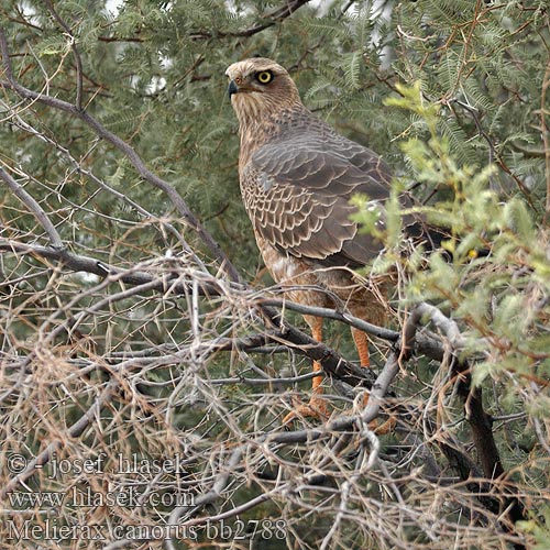 Светлый певчий ястреб Тусклый Певчий Melierax canorus Pale Chanting-Goshawk Bleeksingvalk Jestřáb kukačkovitý Weißbürzel-Singhabicht Somalisanghøg Azor-lagartijero Somalí Somalianlauluhaukka Autour chanteur Atore cantante orientale ヒガシコシジロウタオオタカ Bleke Zanghavik Jastrzebiak jasny Açor-cantor-pálido Bleksanghauk