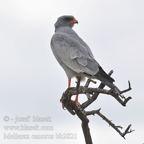 Pale Chanting-Goshawk Bleeksingvalk Jestřáb kukačkovitý Weißbürzel-Singhabicht Somalisanghøg Azor-lagartijero Somalí Somalianlauluhaukka Autour chanteur Atore cantante orientale ヒガシコシジロウタオオタカ Bleke Zanghavik Jastrzebiak jasny Açor-cantor-pálido Bleksanghauk Светлый певчий ястреб Тусклый Певчий Melierax canorus