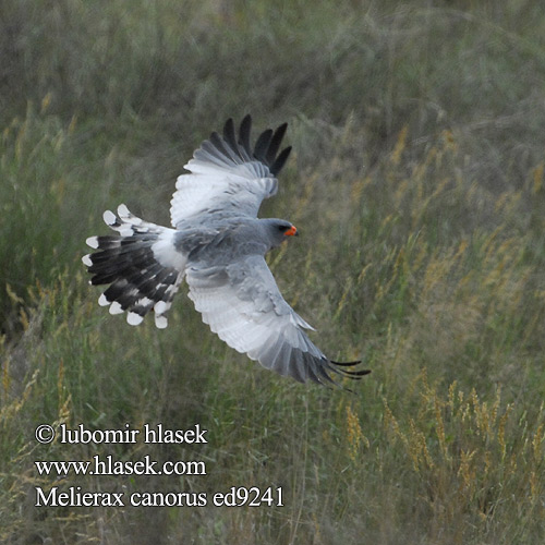 Açor-cantor-pálido Bleksanghauk Светлый певчий ястреб Тусклый Певчий Melierax canorus Pale Chanting-Goshawk Bleeksingvalk Jestřáb kukačkovitý Weißbürzel-Singhabicht Somalisanghøg Azor-lagartijero Somalí Somalianlauluhaukka Autour chanteur Atore cantante orientale ヒガシコシジロウタオオタカ Bleke Zanghavik Jastrzebiak jasny