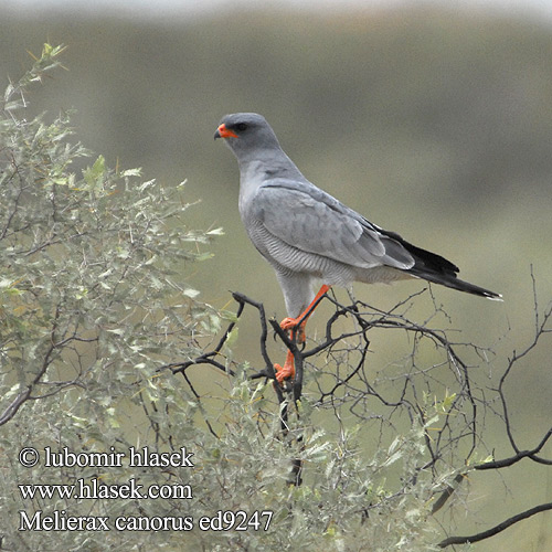 Bleksanghauk Светлый певчий ястреб Тусклый Певчий Melierax canorus Pale Chanting-Goshawk Bleeksingvalk Jestřáb kukačkovitý Weißbürzel-Singhabicht Somalisanghøg Azor-lagartijero Somalí Somalianlauluhaukka Autour chanteur Atore cantante orientale ヒガシコシジロウタオオタカ Bleke Zanghavik Jastrzebiak jasny Açor-cantor-pálido