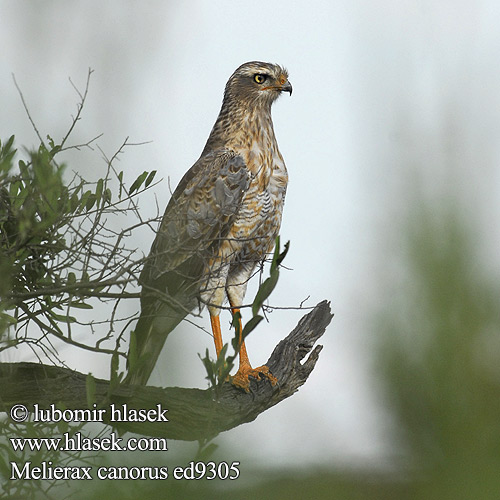 Melierax canorus Pale Chanting-Goshawk Bleeksingvalk Jestřáb kukačkovitý Weißbürzel-Singhabicht Somalisanghøg Azor-lagartijero Somalí Somalianlauluhaukka Autour chanteur Atore cantante orientale ヒガシコシジロウタオオタカ Bleke Zanghavik Jastrzebiak jasny Açor-cantor-pálido Bleksanghauk Светлый певчий ястреб Тусклый Певчий