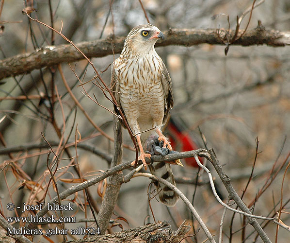 Melierax gabar Micronisus Gabar Goshawk Gabarhøg Pikkulauluhaukka Autour gabar Gabarhavik Astore Gabarhabicht Jarzebiak maly Jestřáb gabar Gavilán Gabarhök Witkruissperwer Kleinsingvalk Sjaldgæf Flækingsfugl カワリウタオオタカ Gavião-palrador Малый Певчий Ястреб Mali golobičar Gabar Atmacası Mažasis vanagėlis Gabarhauk Gabarsanghauk