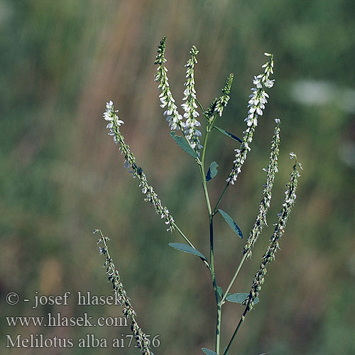 Melilotus alba albus White Melilot Weißer Steinklee