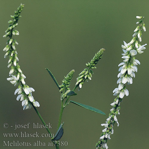 Komonice bílá Komonica biela Meliloto blanco Комунига бяла 白花草木犀