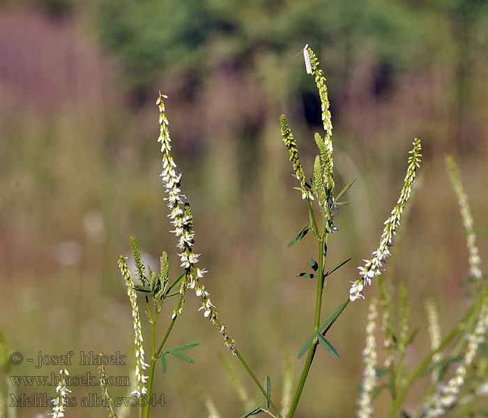 Melilotus alba Nostrzyk biały Komonice bílá