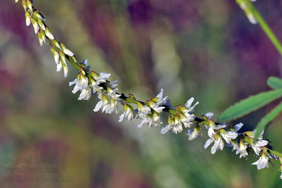 Melilotus alba Kokotac bijeli シロバナシナガワハギ Fehér somkóró