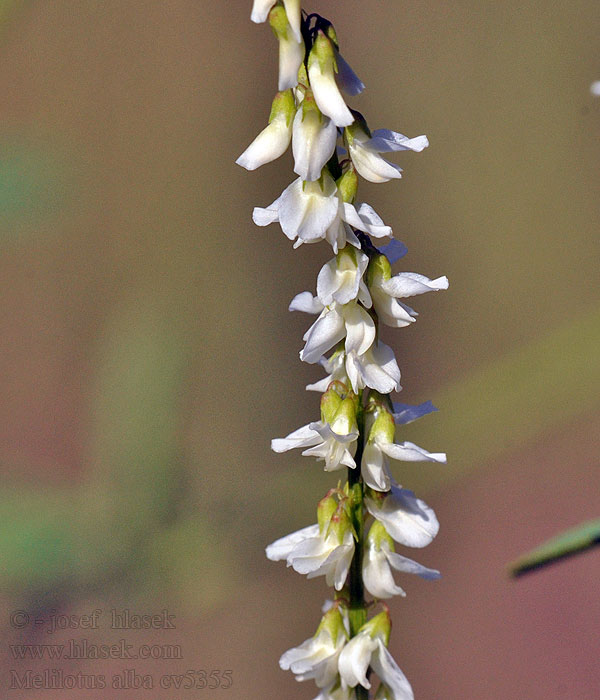 Melilotus alba Meliolato Sulfina-albă Донник белый