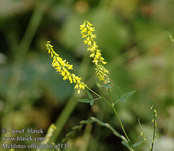 Melilotus officinalis Melilot Komonice lékařská Mélilot officinal