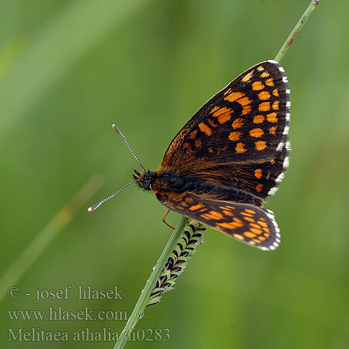 Mellicta athalia Melitaea Heath Fritillary