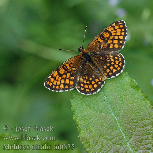 Melitaea athalia Mélitée mélampyre Közönséges tarkalepke