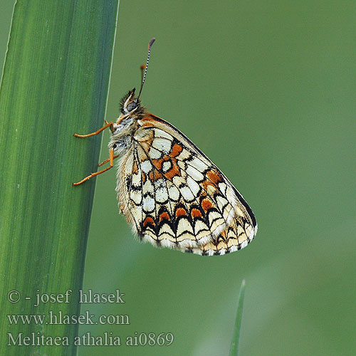 Melitaea athalia Przeplatka atalia Hnedáčik skorocelový