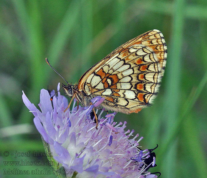 Mélitée mélampyres Hnědásek jitrocelový Melitaea athalia