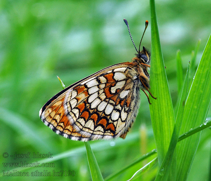 Wachtelweizen-Scheckenfalter Gemeiner Scheckenfalter Melitaea athalia