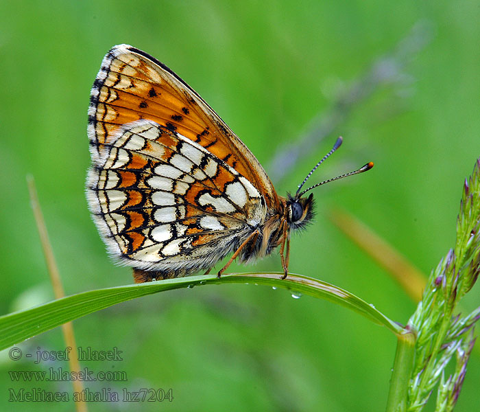 Hnědásek jitrocelový Melitaea athalia