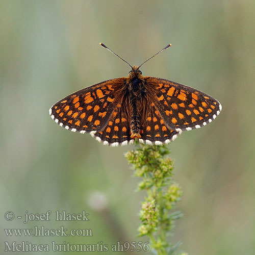 Melitaea britomartis Mellicta Assmann's Fritillary Östlicher-Scheckenfalter Hnědásek podunajský Przeplatka britomartis Hnedáčik podunajský Veronikanätfjäril Niittyverkkoperhonen Oostelijke parelmoervlinder Шашачніца брытамартыда Mélitée d'Assmann