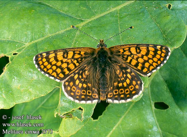 Melitaea cinxia Glanville Fritilla Täpläverkkoperhonen mélitée plantain Damier Réti tarkalepke Gemeiner Scheckenfalter Wegerich-Scheckenfalter Przeplatka cinksia Hnedáčik mriežkovaný Hnědásek kostkovaný Doncella punteada Hökblomsternätfjäril Pricknätfjäril İparhan Pikasti pisanček Шашечница Цинксия