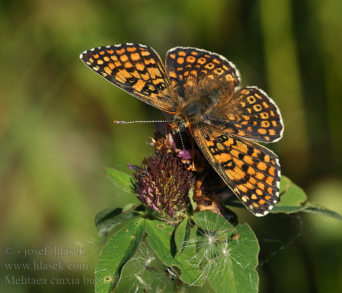 Melitaea cinxia Glanville Fritilla Täpläverkkoperhonen