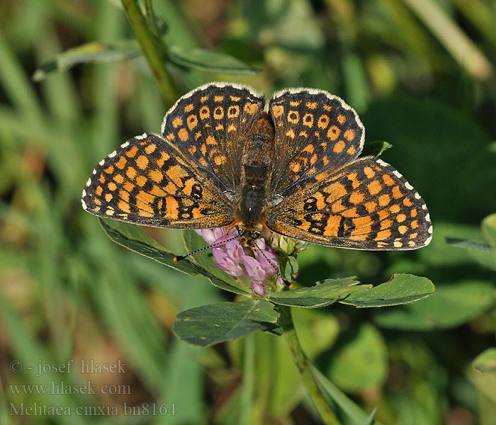 Melitaea cinxia Mélitée plantain Damier Réti tarkalepke