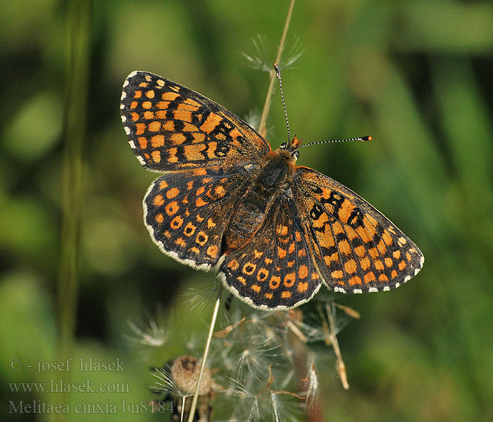 Melitaea cinxia Gemeiner Scheckenfalter Wegerich-Scheckenfalter