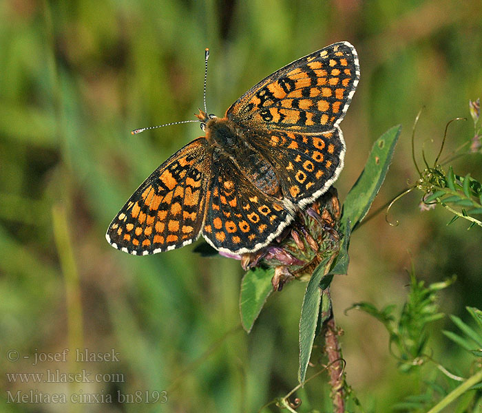 Melitaea cinxia Przeplatka cinksia Hnedáčik mriežkovaný