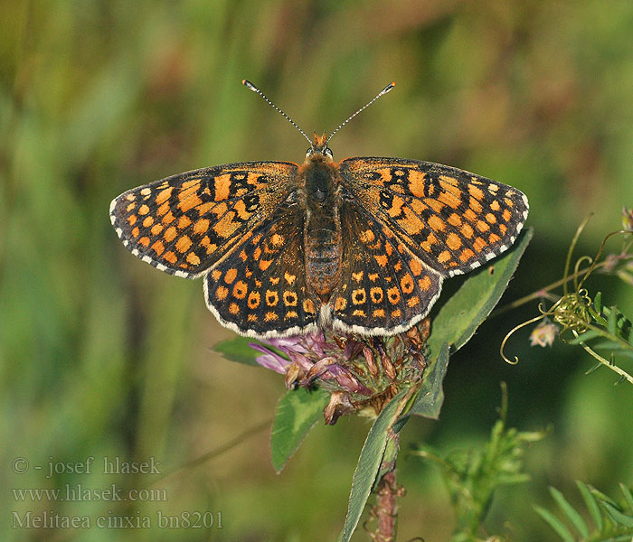 Melitaea cinxia Hnědásek kostkovaný Doncella punteada