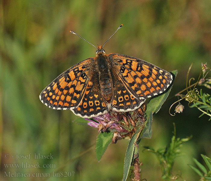 Melitaea cinxia Hökblomsternätfjäril Pricknätfjäril İparhan