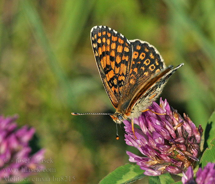 Melitaea cinxia Pikasti pisanček Шашечница Цинксия