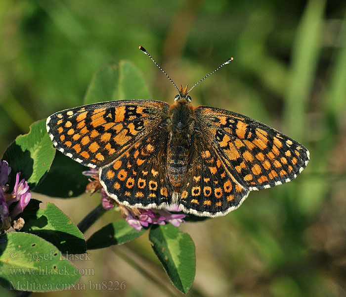 Melitaea cinxia Hnědásek kostkovaný Шашечница Цинксия