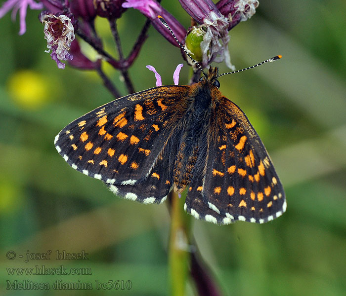 Baldrian-Scheckenfalter Mork pletvinge Melitaea diamina