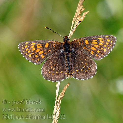 Melitaea diamina False Heath Fritillary Baldrian-Scheckenfalter