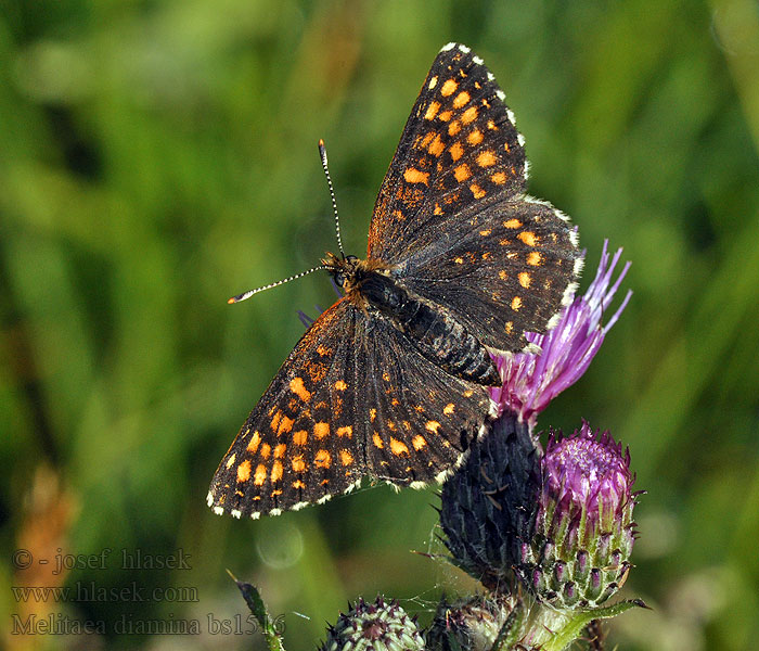 Sotnätfjäril Woudparelmoervlinder Melitaea diamina