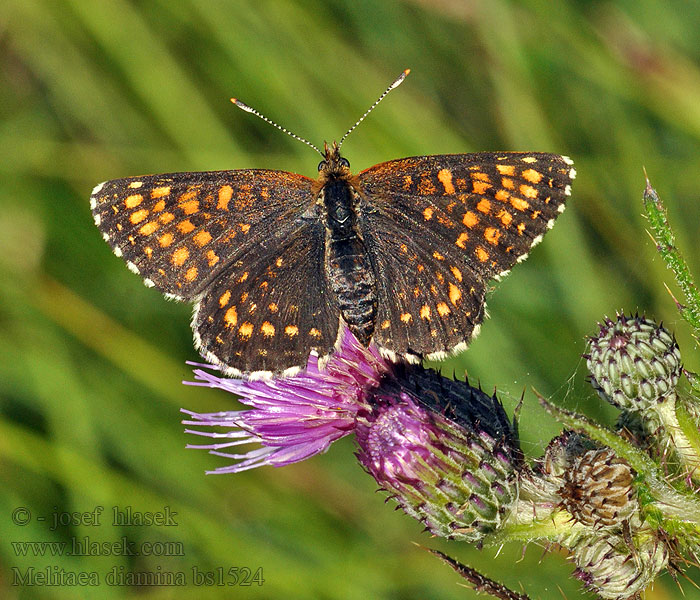 Hnědásek rozrazilový Melitaea diamina