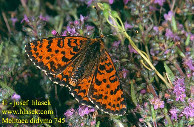 Melitaea didyma Spotted Fritillary Red-Band Fritillary