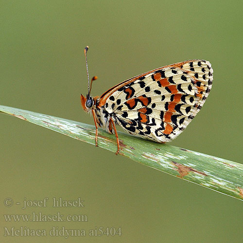 Melitaea didyma Spotted Fritillary Red-Band Fritillary