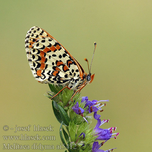 Melitaea didyma Roter Scheckenfalter Przeplatka didyma