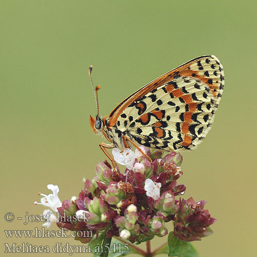 Melitaea didyma Hnědásek květelový Doncella timida