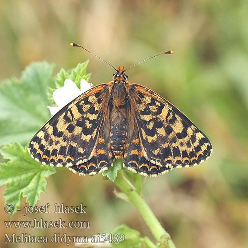 Melitaea didyma Шашечница красная