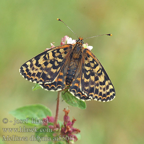 Melitaea didyma Benekli Iparhan Spotted Fritillary