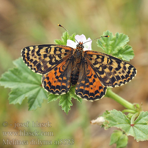 Melitaea didyma Mélitée orangée Tüzes tarkalepk